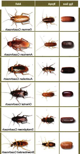 Hvordan å identifisere en kakerlakk. Teller de seks beina på den prøven - En kakerlakk har seks bein.