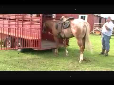 Hvordan trailer en hest. Utfør en trailer sikkerhetskontroll.