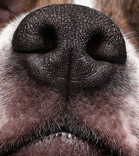 Hvordan fjerne en " revehale " fra hundens nese. Roe ned hunden ned som han eller hun er svært ubehagelig.