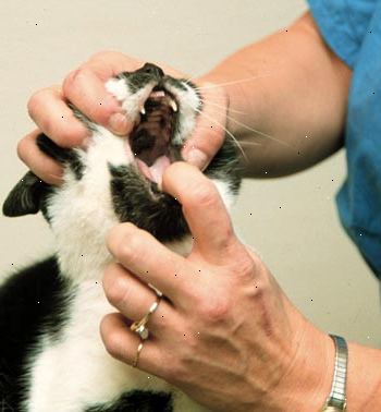 Hvordan åpne en kattens munn. Hold pillen i mer fingernem hånd.