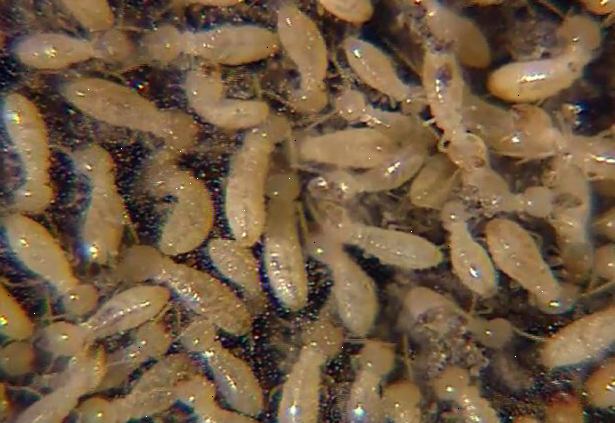 Hvordan å identifisere en termitt. Catch en termitt, eller insekt du tror er en termitt, i en liten krukke fra bevingede termitt svermer, eller velge én av gulvet etter at den har kastet sine vinger.