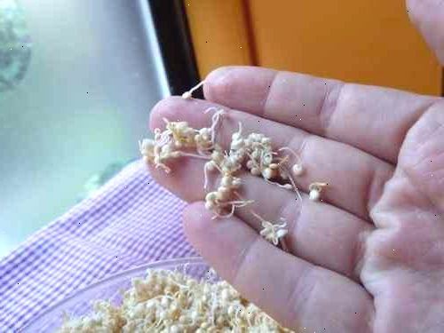 Hvordan å spire quinoa. Skyll quinoa frøene først i en bolle.