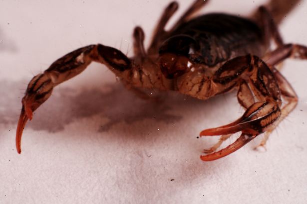 Hvordan å drepe en skorpion. Hit skorpionen med en hard gjenstand.