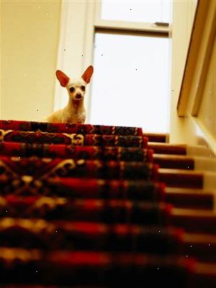 Hvordan trene en redd hund til å gå ned trappa. Begynn nederst i trappen, hvis mulig.