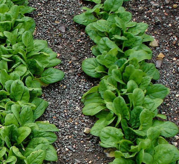 Hvordan å dyrke spinat. Sørg for at du bor i et temperert klima.