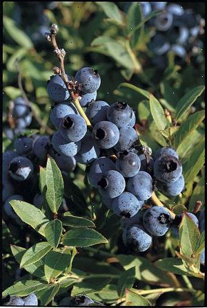Hvordan å plante en lowbush blåbær. Identifiser hvilke planter til å vokse under den foregående vekstsesong.