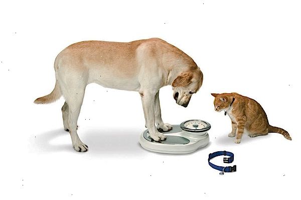 Hvordan å holde hund eller katt på sitt riktig vekt. Innse at alle dyr er et individ med egne behov og ønsker.