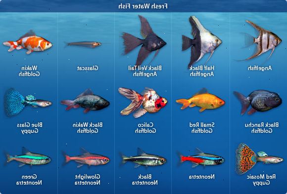 Hvordan ta vare på fisken din. Forskning forskjellige typer fisk og bestemme hvilke som interesserer deg.