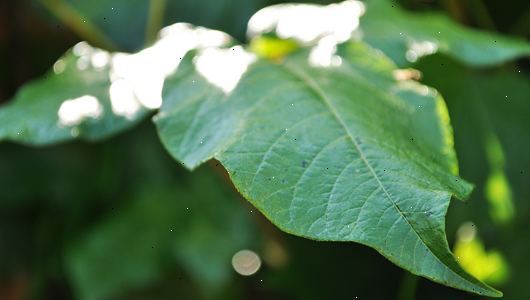 Hvordan bli kvitt Poison Ivy planter. Gjenkjenne Poison Ivy.
