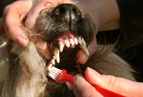 Hvordan pusse hundens tenner. Gi hunden sin egen tannbørste.