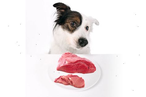 Hvordan lage en rå mat diett for hunder. Vei hunden din å høre hvor mye rå mat å mate hver dag.