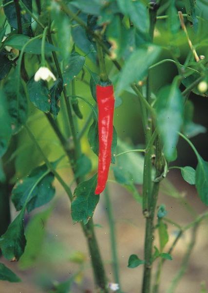 Hvordan å vokse chili peppers innendørs. Velg chili pepper variasjon.