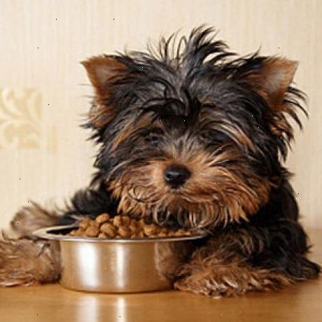Hvordan velge sunn hundemat. Forstå at uten tvil, de beste forholdene for en sunn hund kosthold er ca 50% kjøtt, 50% grønnsaker, og ingen korn, hvete, eller andre billige fyllstoff.