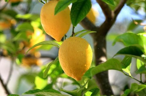 Hvordan å dyrke sitrusfrukter. Velg en plassering for treet.