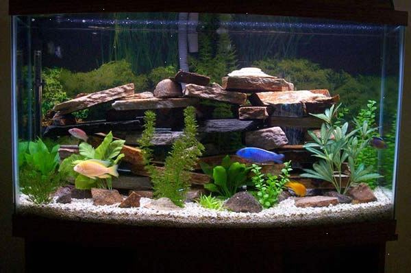 Hvordan sette opp et ferskvann akvarium. Bestem deg for plassering av tanken din.