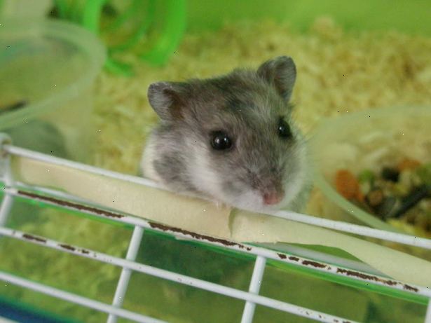 Hvordan gi din hamster et bad. Forstå at din hamster aldri skulle ha behov for et bad!