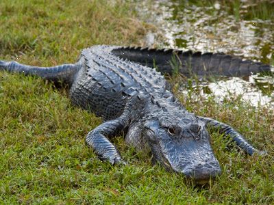 Hvordan overleve et møte med en krokodille eller alligator. Hold deg unna farvann.