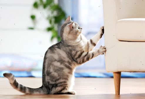 Hvordan å stoppe en katt fra klore møbler. Verdsett den hensikt å skrape eller klore.
