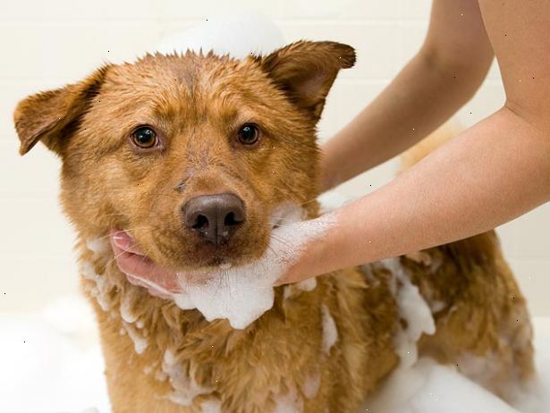 Hvordan gi en liten hund et bad. Samle materialene du trenger, slik at du vil ha alt for hånden.