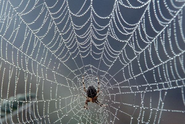 Hvordan bli kvitt spindelvev. Se etter levende edderkopper eller insekter i eller rundt nettet.