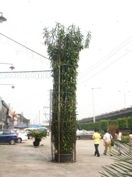 Hvordan ta vare på heldig bambus. For å starte, trenger du en plante.