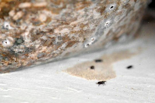 Hvordan bli kvitt weevils (mel bugs). Hold mel i beholderen typen beholdere med lokk.