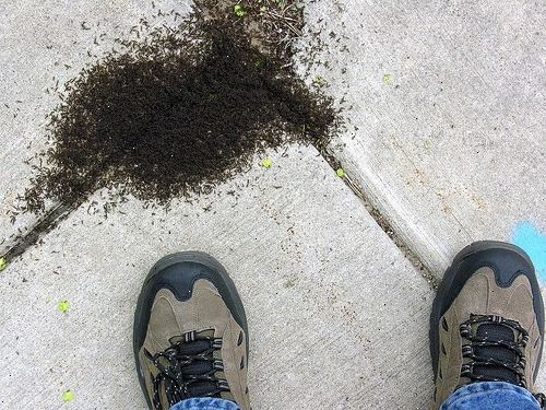 Hvordan å drepe maur uten plantevernmidler. Lag en maur morder eller avskrekkende ved hjelp av en vanlig husholdning element.