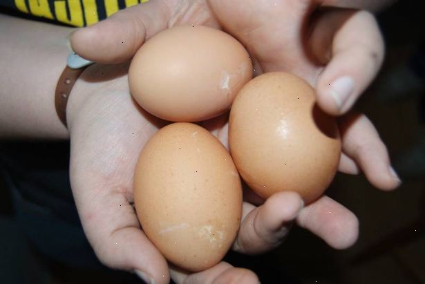 Hvordan holde kyllinger fra å spise sine egne egg. Hvis du fortsetter å finne ødelagte egg, og hvis du har et annet bur, og deretter sette den du tror spiste egg i det med en plast påskeegg fylt med eggeplommer og hvite.