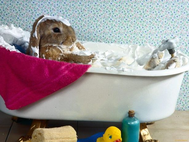 Hvordan å bade ditt kjæledyr kanin. Samle dine forsyninger.