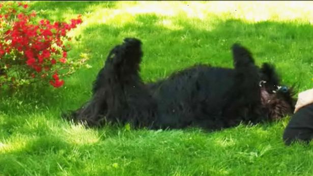 Hvordan lære hunden å spille død på kommando. Ha hunden sitte ned på et komfortabelt område, for eksempel et teppe eller myk, flat gress.