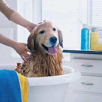 Hvordan å vaske en hund. Klargjør arbeidsmiljøet.