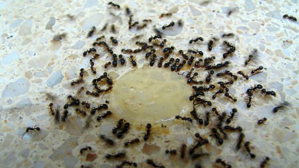 Hvordan bli kvitt maur naturlig. Forsegl alle inngangspartier.
