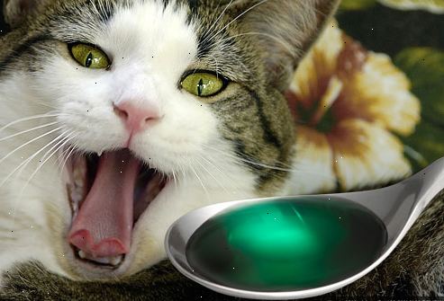 Hvordan gi en katt medisin. Forbered medisinen du har å administrere og legg på toppen av et papirhåndkle, på en nærliggende overflate, slik at du kan ta det raskt så snart kattens munn åpnes.