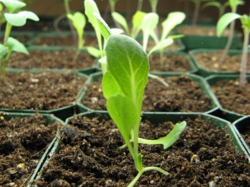 Hvordan å plante salat. Samle de tingene du trenger.