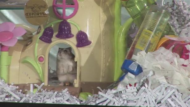 Hvordan å rense ut en hamster bur. Hold hamster trygt fra lurer rundt hjemmet ditt.