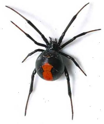 Hvordan å drepe en giftigste edderkopp. Ikke få panikk og løpe skrikende inn i det andre rommet, det er viktig å vite hvor edderkoppen er.