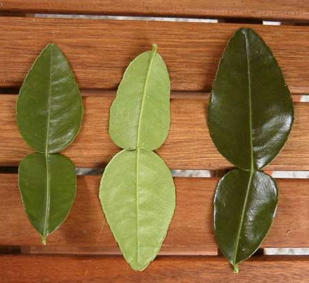 Hvordan bruke kaffir lime blader