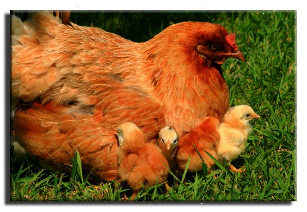 Hvordan å avle kyllinger. Forlate hane med hønene for et par dager eller lenger.