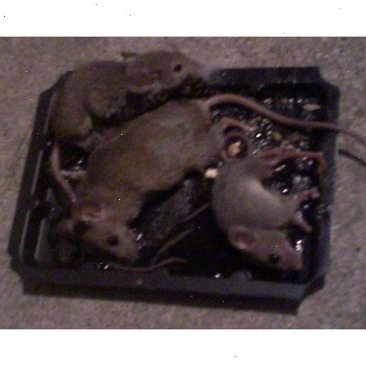 Hvordan fjerne en levende mus fra en klebepapiret. Kjøp klissete feller.
