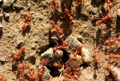 Hvordan bli kvitt brann maur. Finne maur og maur kolonier.