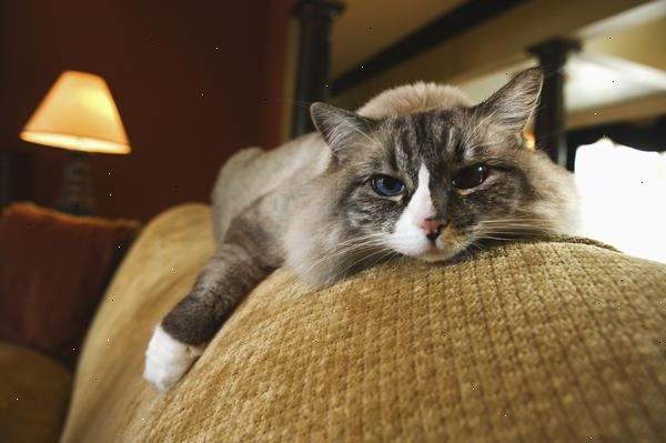 Hvordan pet en høy stressede katt. Når du har funnet katten, sitte ned på en nærliggende møbel eller på gulvet, men ikke for nær.