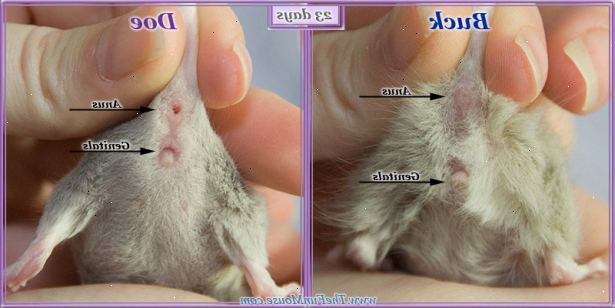 Hvordan fortelle om en mus er mann eller kvinne. Ta musen ved nakkeskinnet, og slå musen på ryggen.