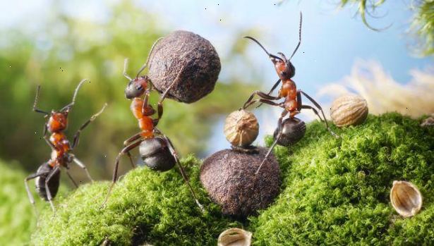 Hvordan å stoppe maur kommer inn i hjemmet ditt. Barrikadere hjemmet ditt.