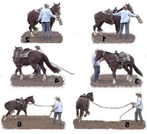 Hvordan å gynge en hest. Finn et lukket rom for utagerer, fortrinnsvis en ring eller liten lukket beite.