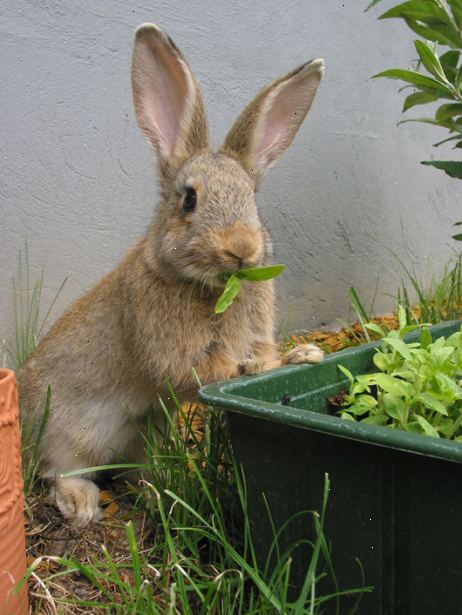 Hvordan å holde kaniner ut av hagen din organisk. Trenger du følgende.