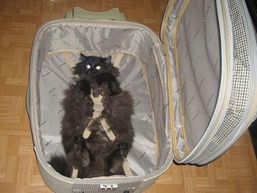 Hvordan reise med en katt. Hvis katten din er utsatt for reisesyke, kjøpe reisesyke piller for katter.
