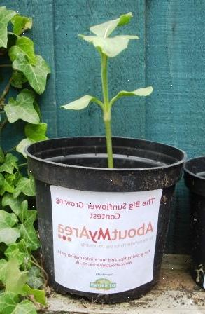 Hvordan å vokse en solsikke i en pott. Kjøpe eller gjenbruke beholdere eller potter som er egnet for dyrking av solsikker i.