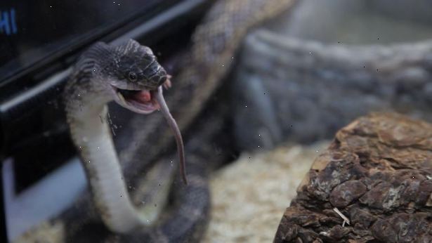 Hvordan å mate en slange frossen mat. Tine gnager i kjøleskapet.