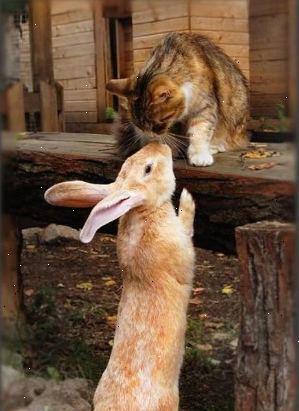 Hvordan man skal håndtere en syk kanin. Pakk pote i et rent håndkle og press hvis din kanin har en blødning spiker.