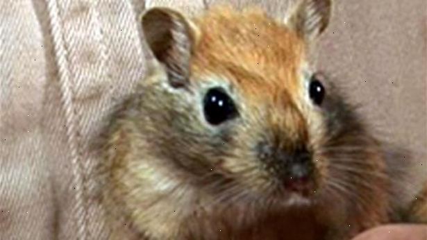 Hvordan ta vare på ørkenrotte. Finn en hamster redning eller en etisk oppdretter.